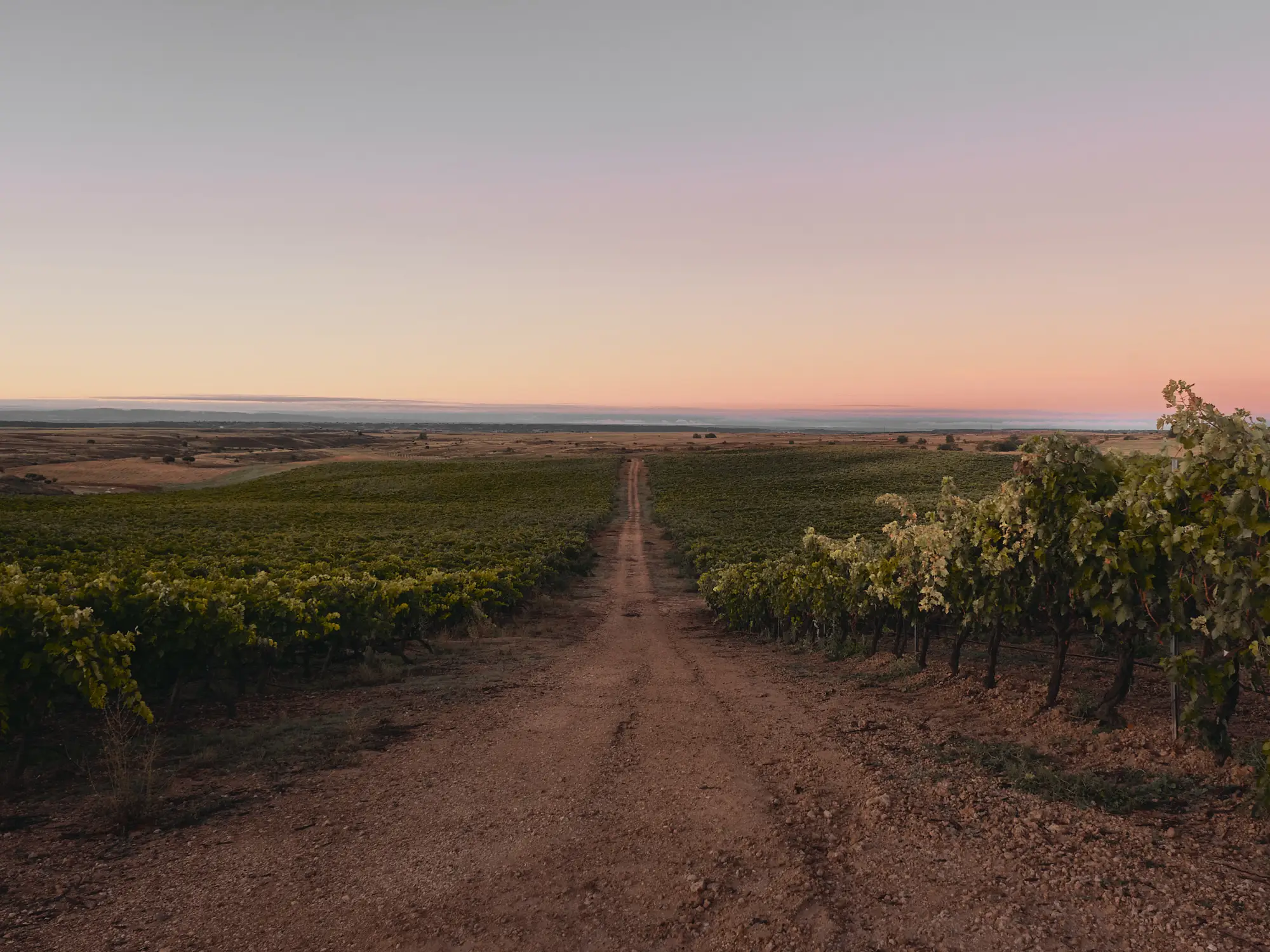 Viñedo extenso con camino de tierra al atardecer, donde el horizonte se tiñe de tonos rosas y azules suaves.