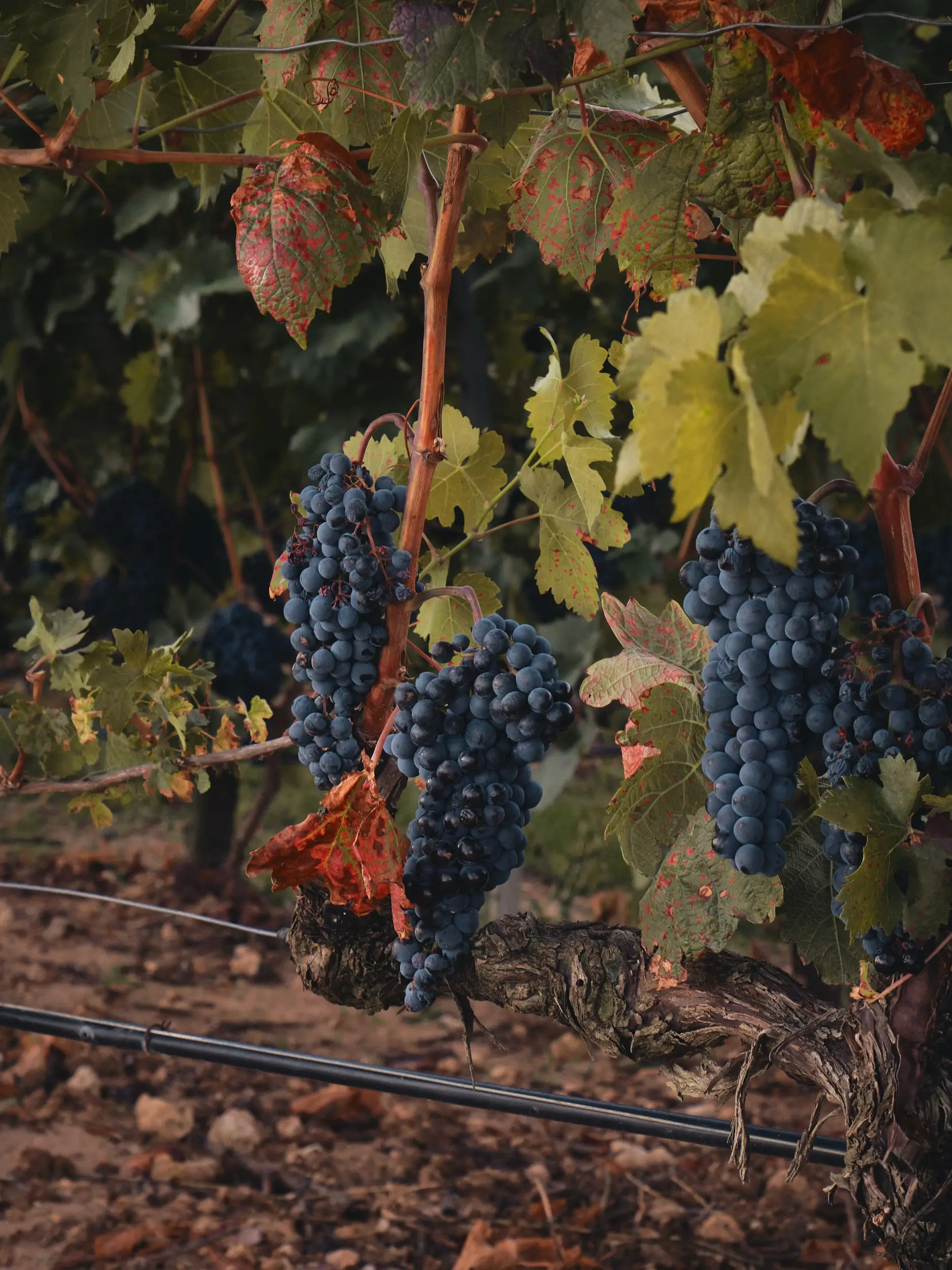 Uvas maduras y hojas otoñales en un viñedo mediterráneo, mostrando la riqueza de la cosecha.