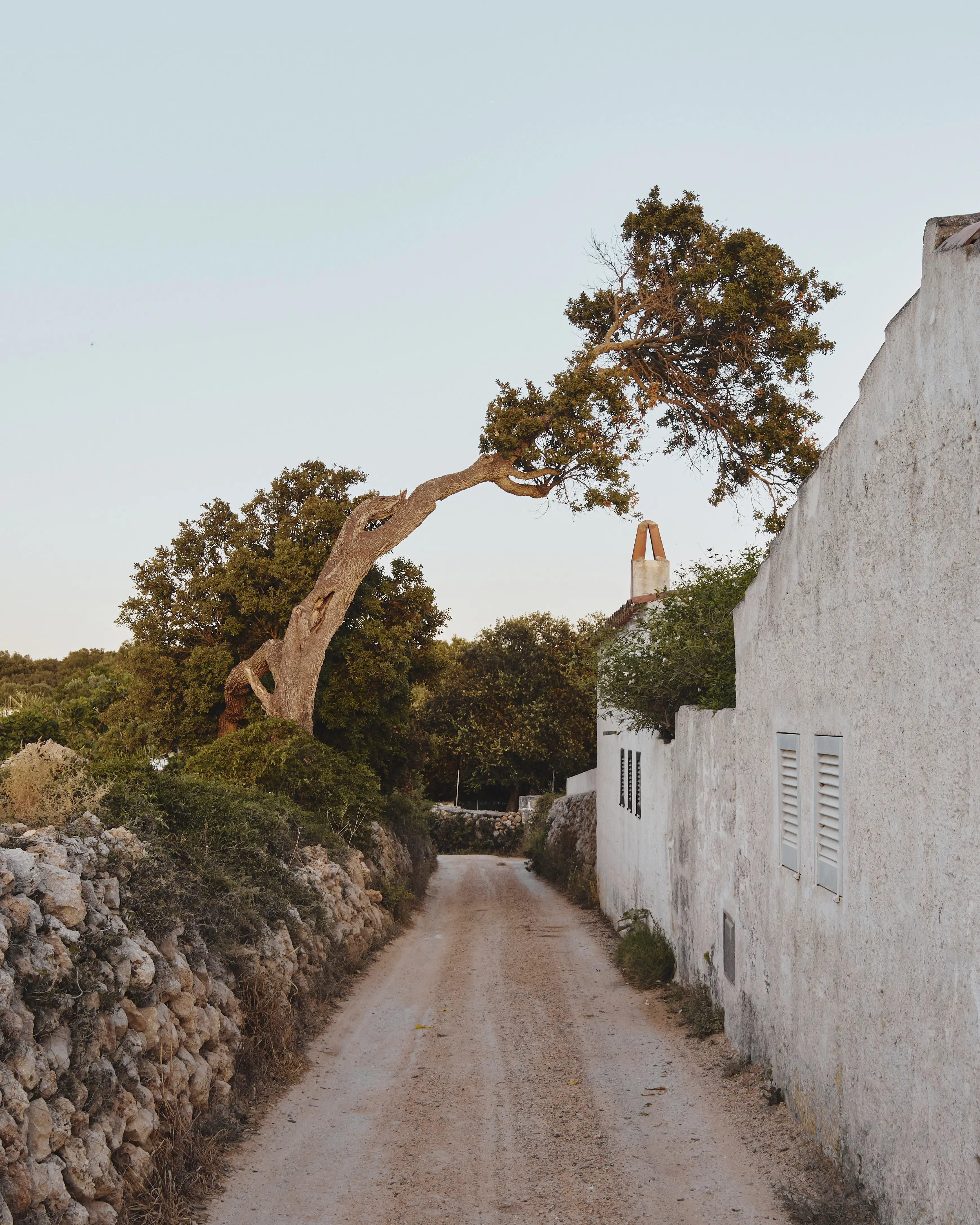 Camino rural entre un muro de piedra, una casa blanca y un árbol mediterráneo con tronco retorcido.