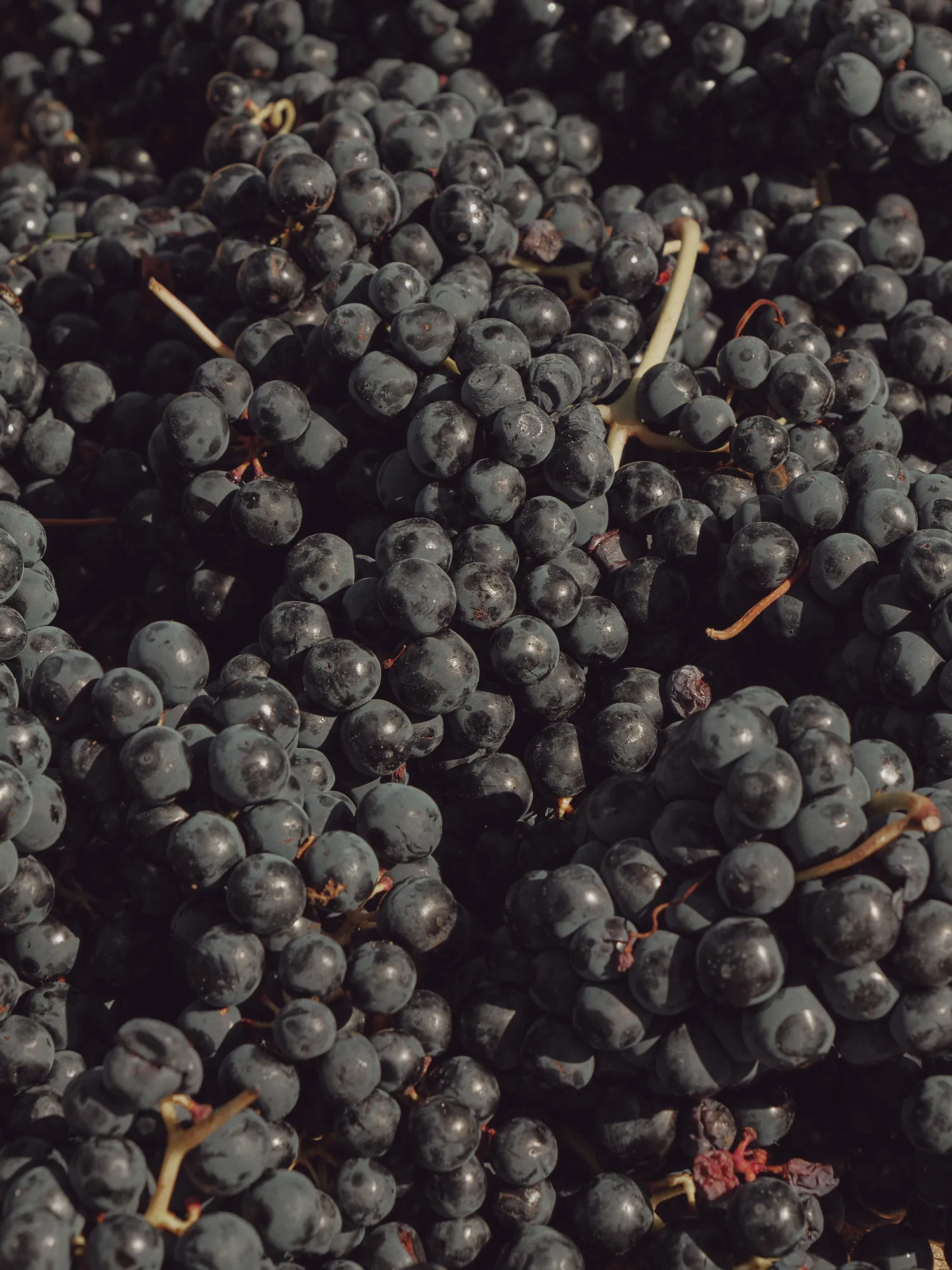 Abundantes racimos de uvas tintas, oscuras y maduras, recién cosechadas para la producción de vino.