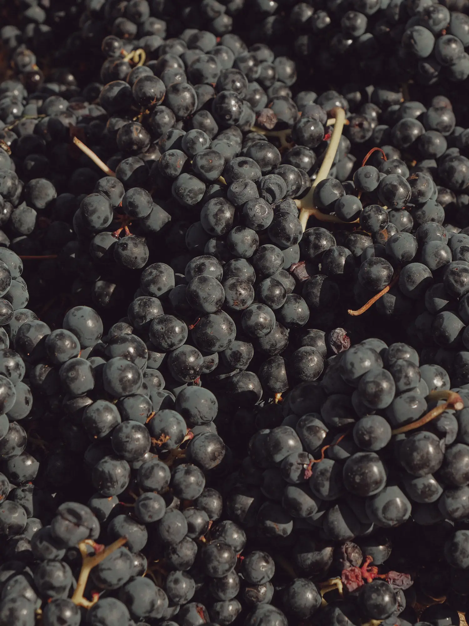 Abundantes racimos de uvas tintas, oscuras y maduras, recién cosechadas para la producción de vino.