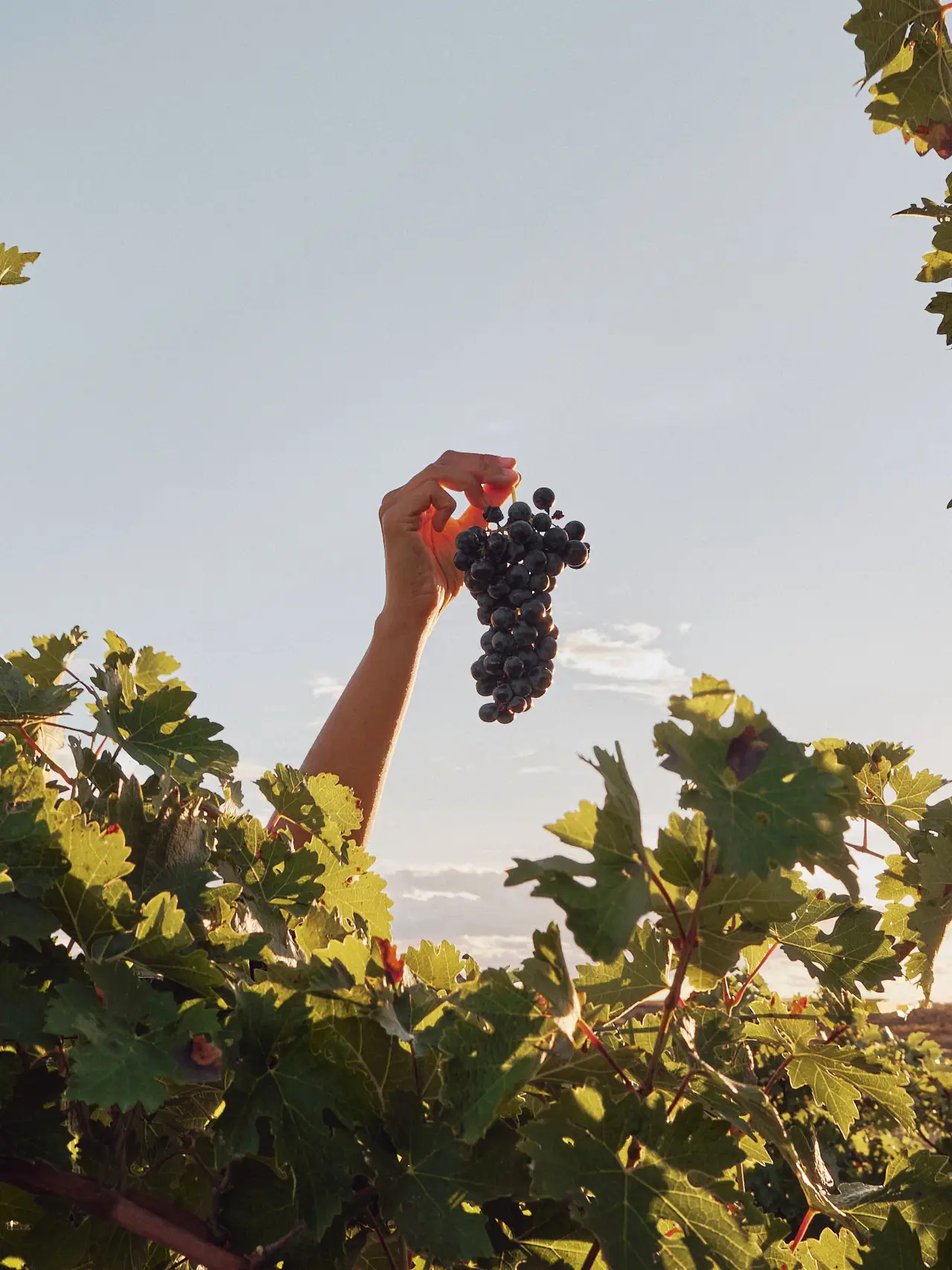 Mano sosteniendo un racimo de uvas oscuras recién cosechadas en un viñedo al atardecer, entre hojas verdes.