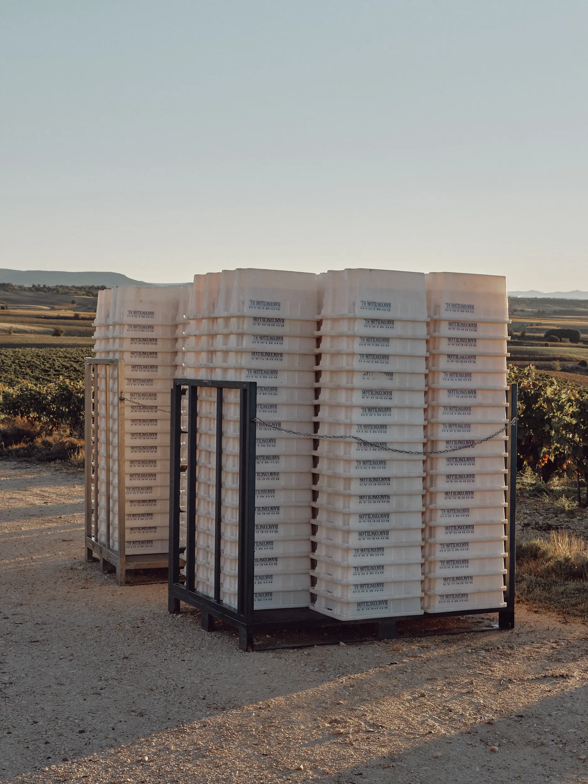 Cajas blancas apiladas en un viñedo al atardecer, listas para la vendimia.