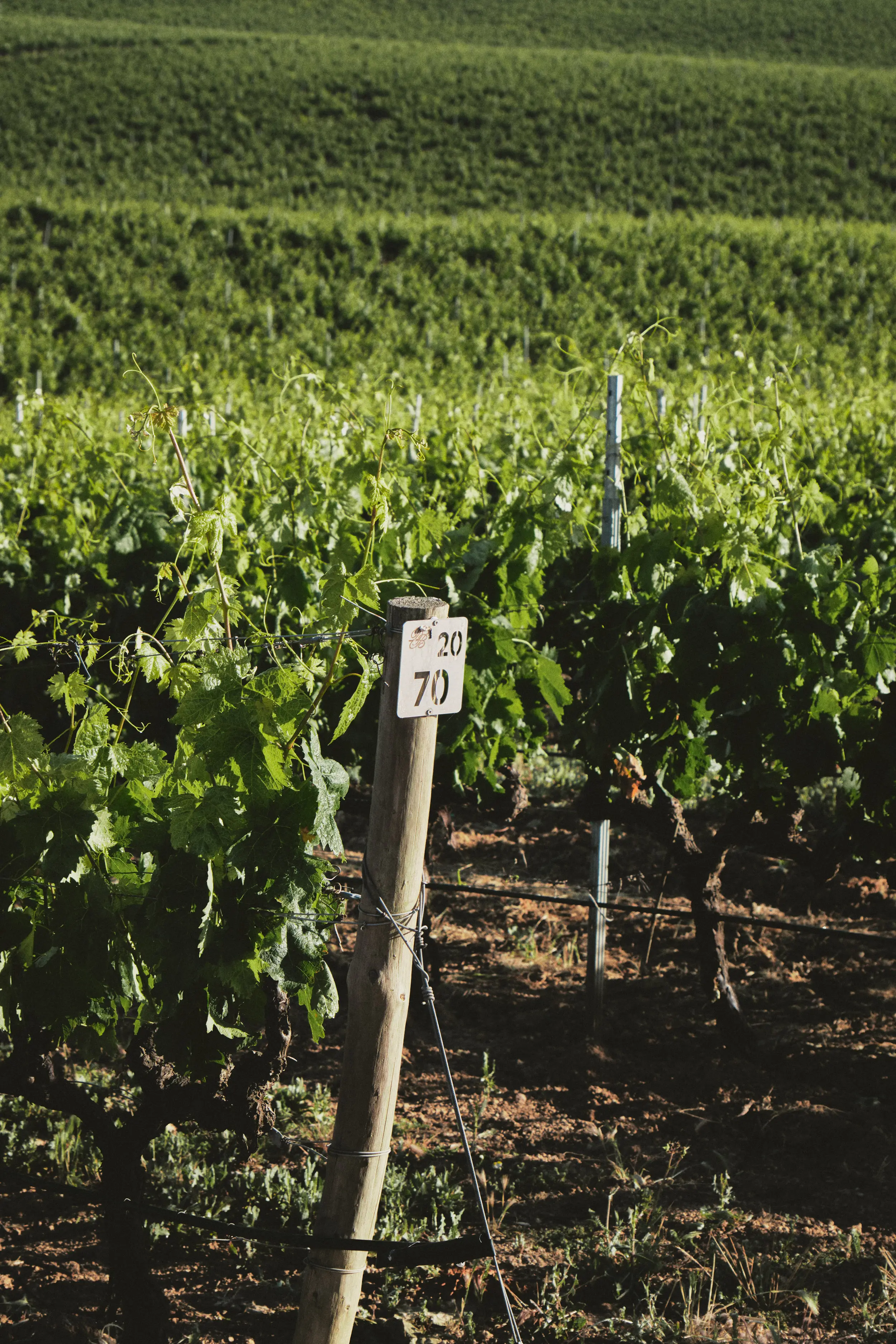 Viñedo verde y soleado con un poste de madera rústico y un cartel de números en primer plano, evocando el campo.